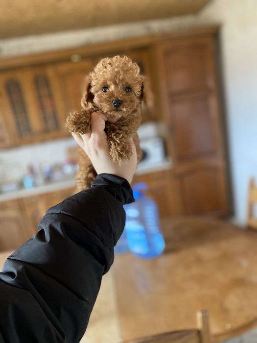 Элитный мини мальчик мальтипу ред браун из профессионального питомника