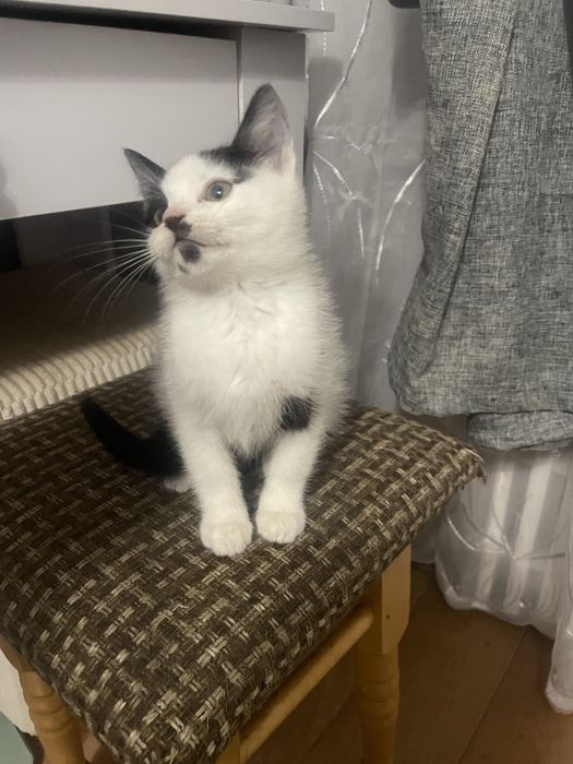 Котик в добрі руки