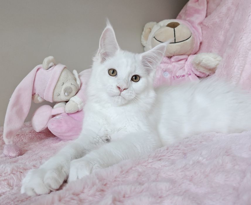 WIBO biały kocurek Maine Coon