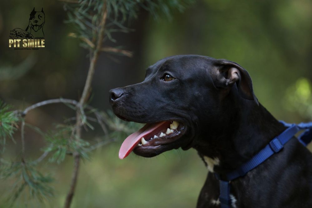 Пітбуль.Пітбультер'єр.Амереканські пітбулі