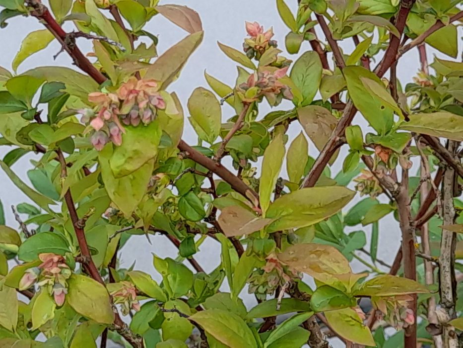 Sprzedaż Krzewów Borówki AMERYKAŃSKIEJ Z OWOCAMI