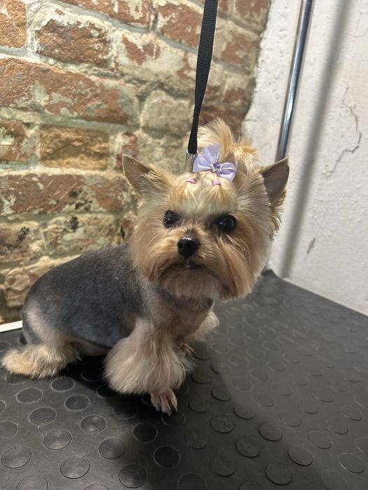 Грумінг собак. Породні стрижки, комплексний догляд.