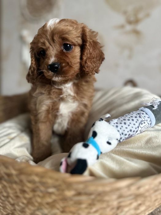 Piękny chłopak Cavapoo