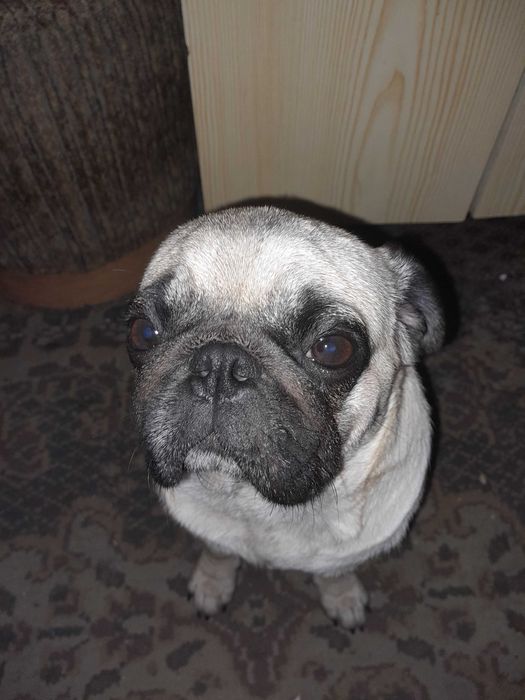 Мопс девочка красавица