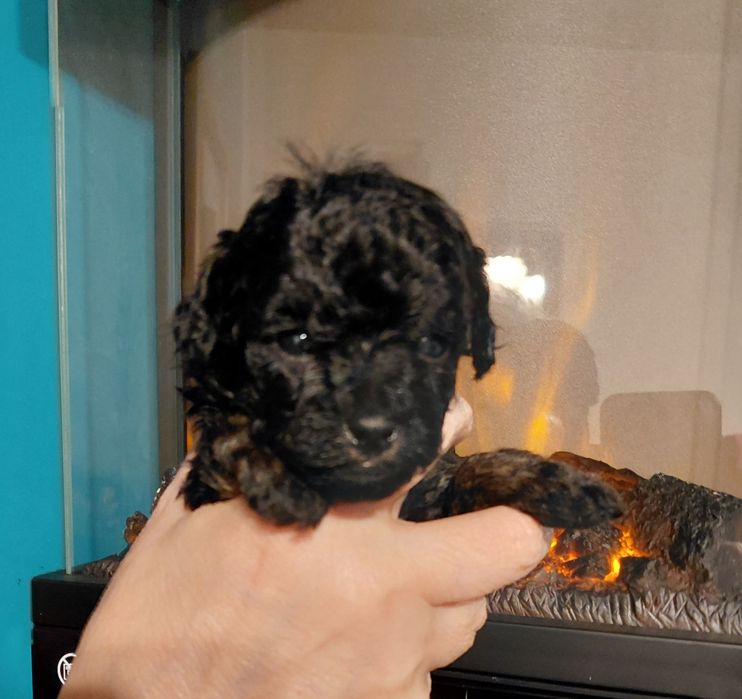 Pudel toy - suczka phantom