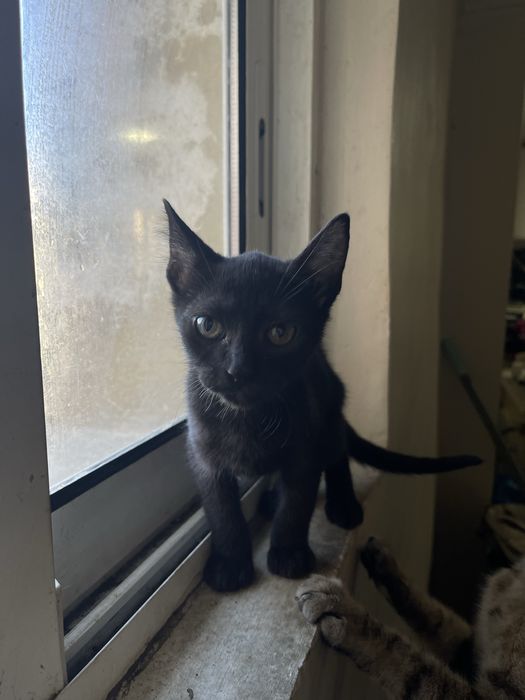 Gatinhos preto macho para adoção