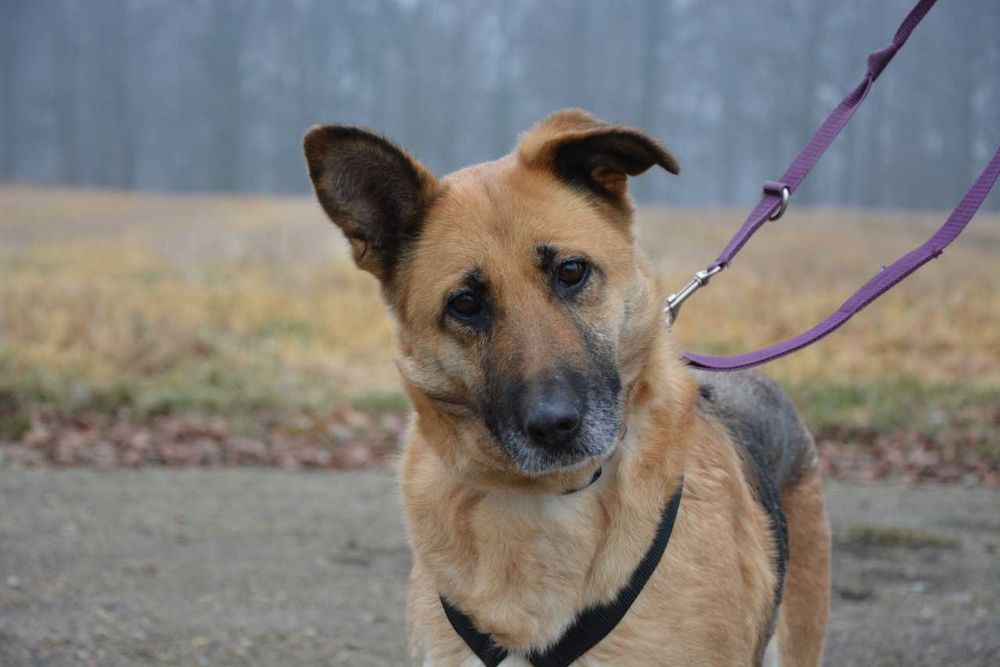 Lola- urocza sunia, w typie On, łagodna, przyjazna, szuka domu - adopcja.
