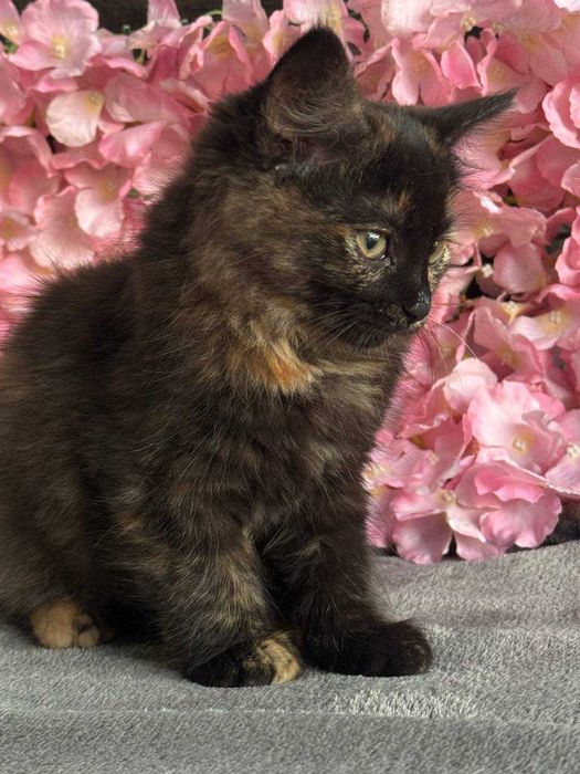 Безкоштовно.Три гарні дівчинки шукають родину