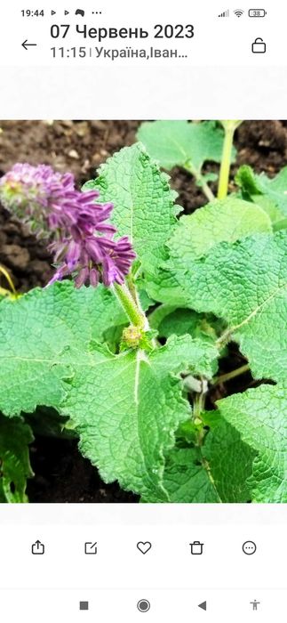 Саджанці шавлії лікарської,мускатної,. Карадонна Аметист, Пурпур. дощ