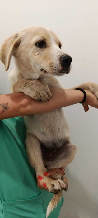 Cães para adoção