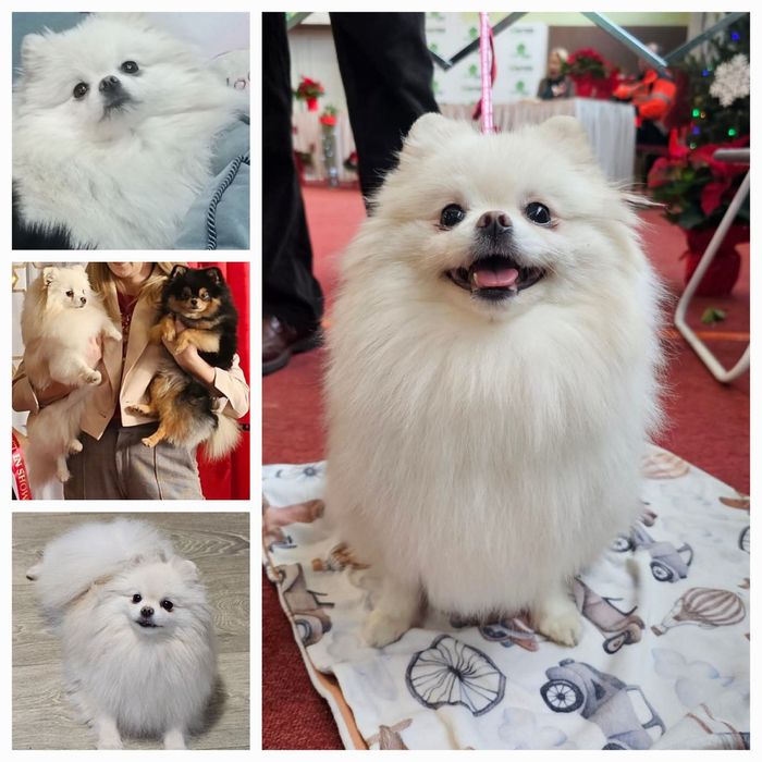 Sunia  Szpic miniaturowy pomeranian ZKwP FCI