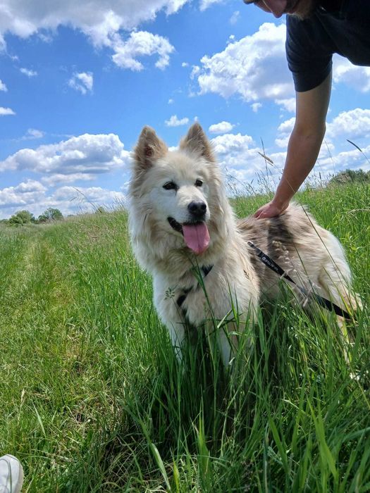AZULA – piękna jak samojed, wierna jak najlepszy przyjaciel
