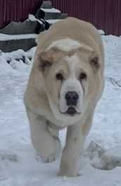 Среднеазіатська вівчарка