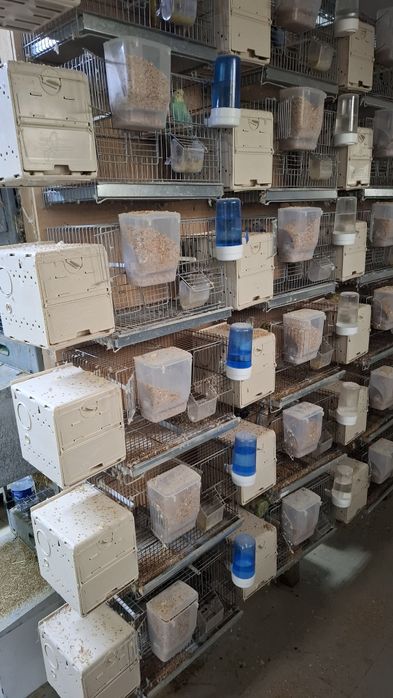 Gaiolas criaçao com ou sem acessórios