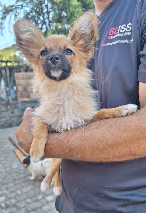 Жужа девочка папильон