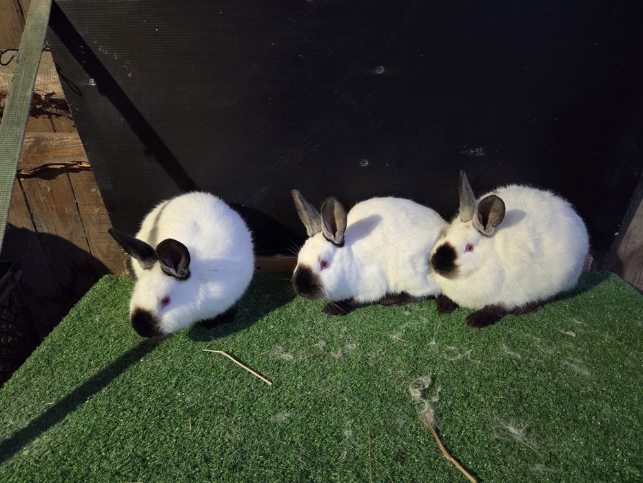 Króliki kalifornijskie młode samice i samce