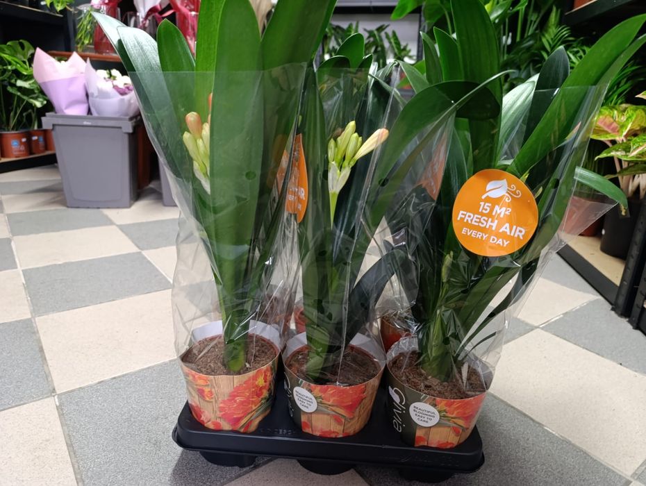 Clivia miniata - Kliwia 50-65cm P13