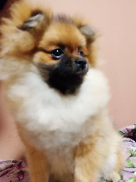 Piękna suczka rasy pomerianian