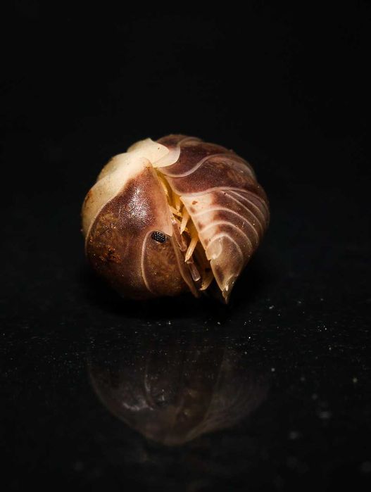 Isopodes e Colembolos