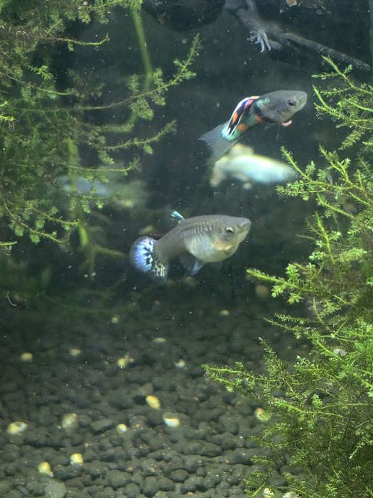 Guppys diversos machos e fêmeas