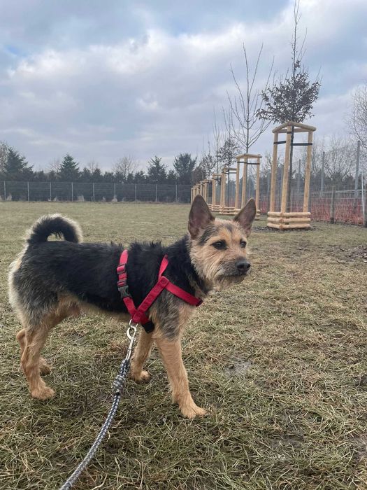 Tadzio - młodziutki terierek do adopcji!