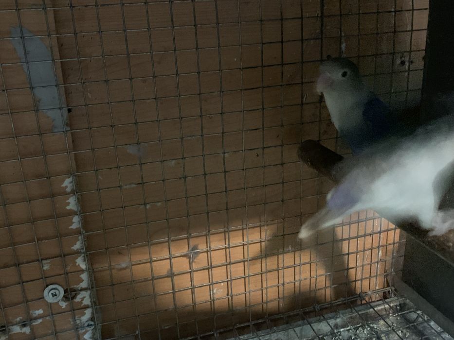 Alguns agapornis disponiveis