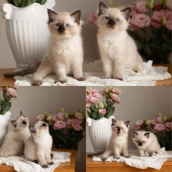 Koteczki Ragdoll -GABI i GAYA ( Koteczka Gaya zarezerwowana )