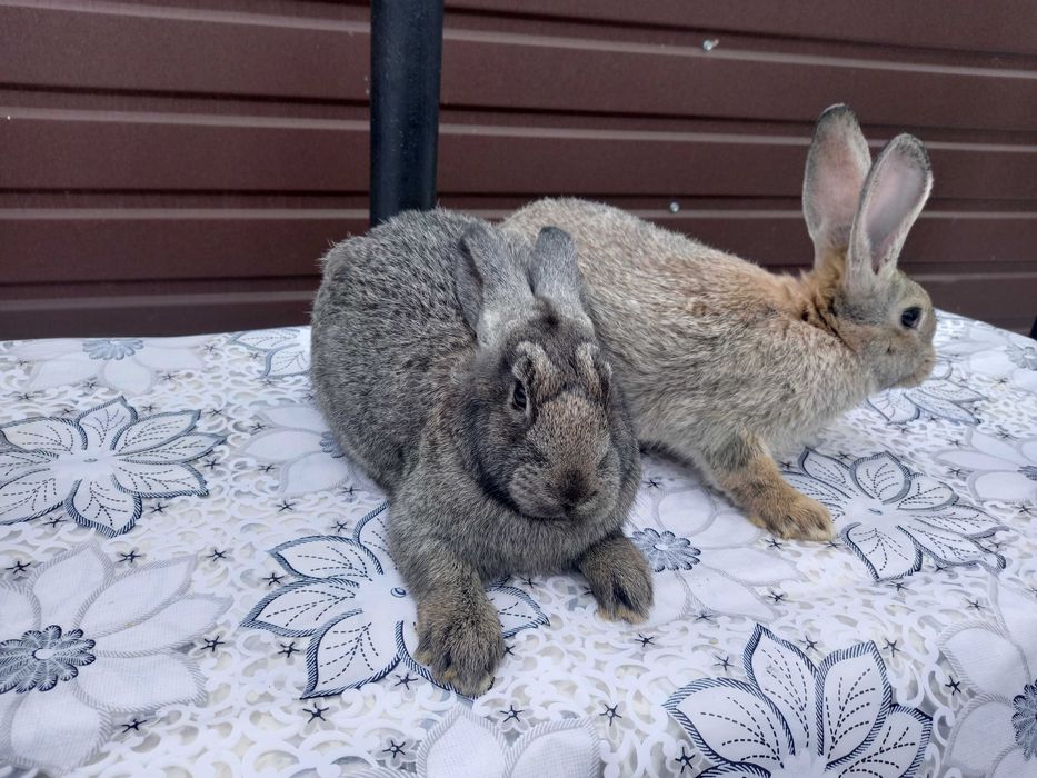 Продаю кроликів (Мікс 2-х різних порід)