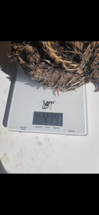 Przepiórka przepiórki brojler brojlery jaja jajka lęgowe przepiórcze