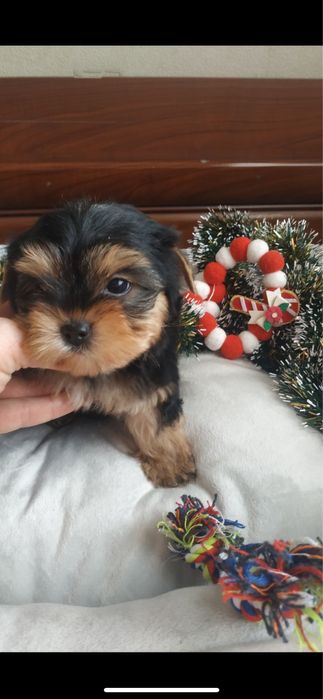 Йоркшерский терьер девочка