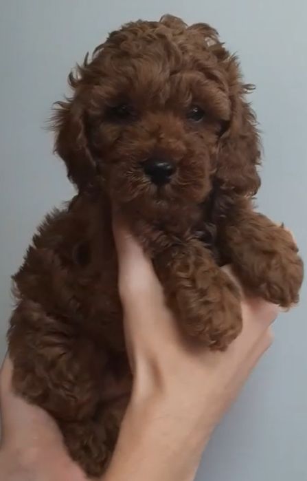 Той пудельки мальчики и девочки в окрасе Ред Браун