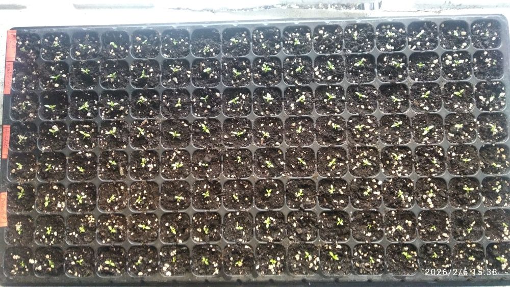 Продам насіння еустоми горшечної.