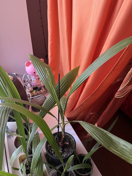 Пальма вашингтония нитеносная