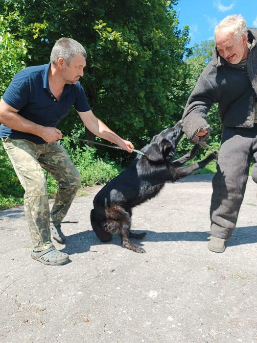 Німецька вівчарка.