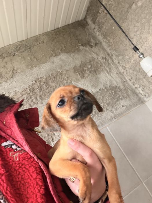 Para doar - cruzamento de pug com pincher