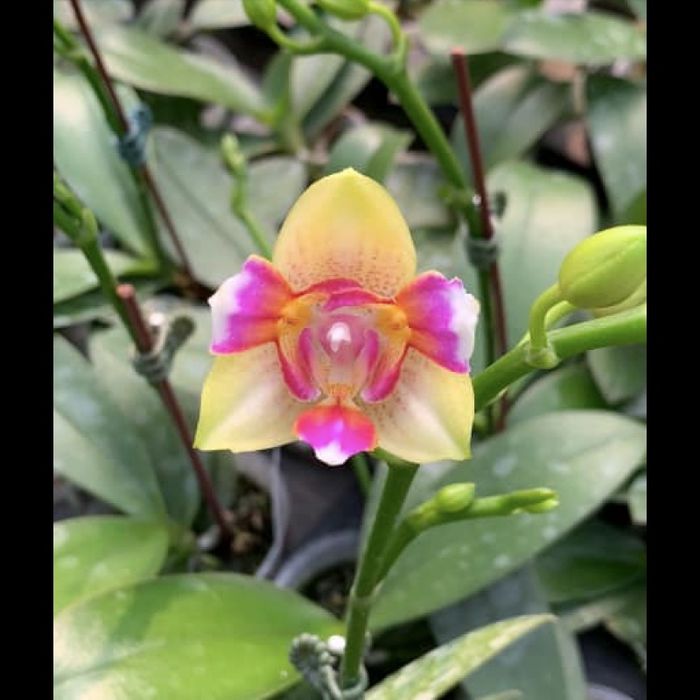 Нецвітучі дітки орхідей