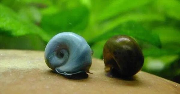 Caracol Planorbis Vermelha