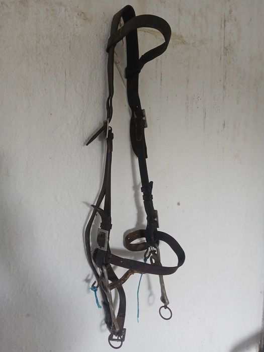 Vendo cabeçada a portuguesa