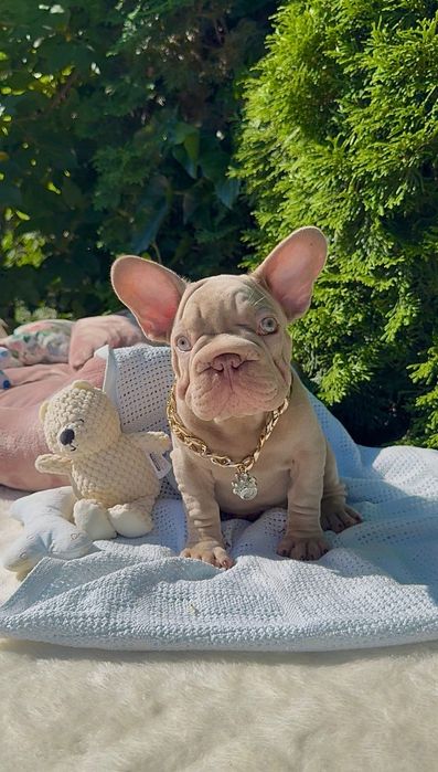 Buldog Francuski chłopak New Shade Isabella Tan