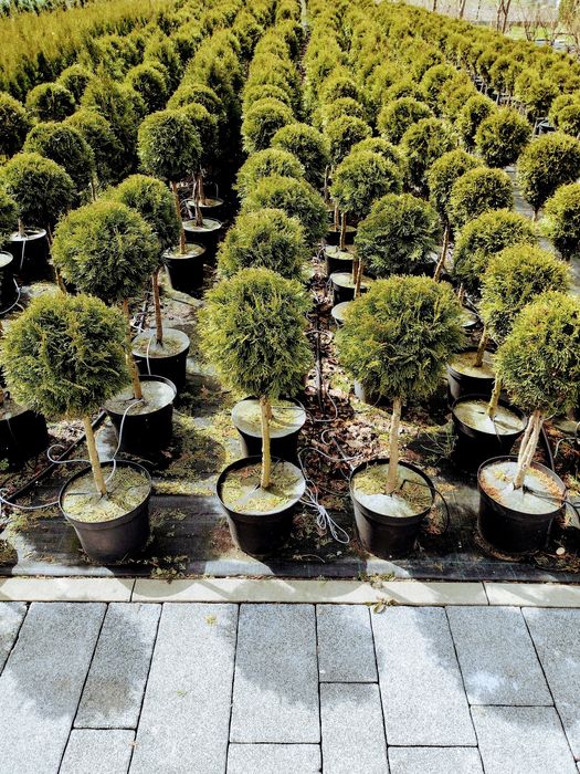 Tuja SZMARAGD 2 metry, żywotnik zachodni różne wysokości