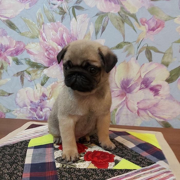 Цуценятко мопса, дівчинка