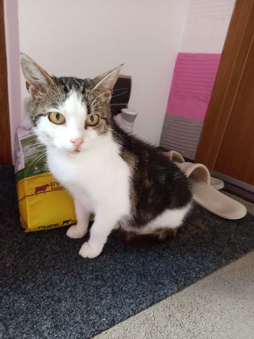 Wysterylizowana kotka szuka domu niewychodzącego