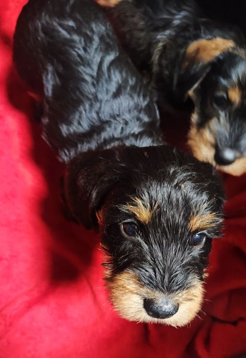 Jamnik szorstkowłosy