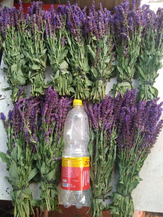 Сухоцвіт материнка віники  - пучечки