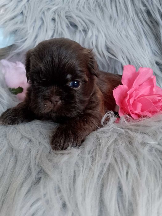 Piękna czekoladowa suczka Shih -Tzu szuka domku
