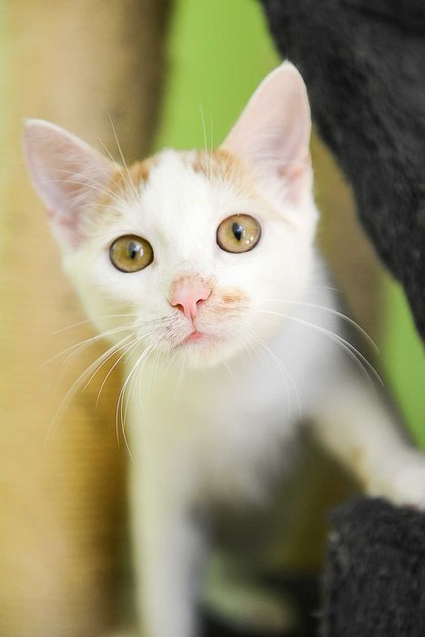 2 braciszki TIMON i PUMBA do adopcji