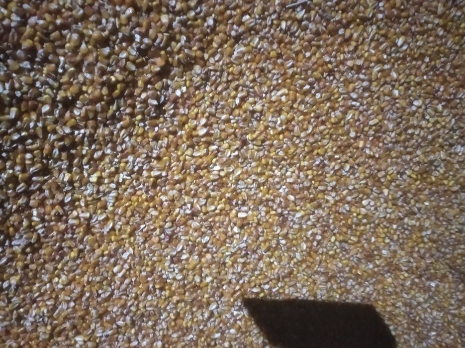 Кукурудза на корма