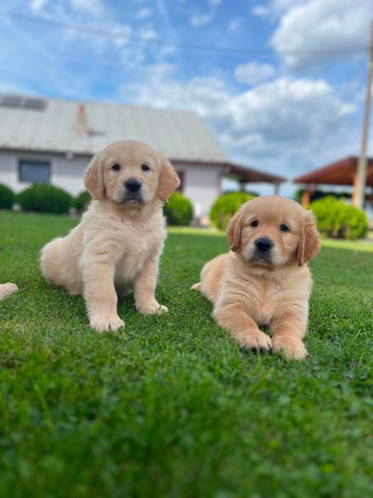 Golden Retriever