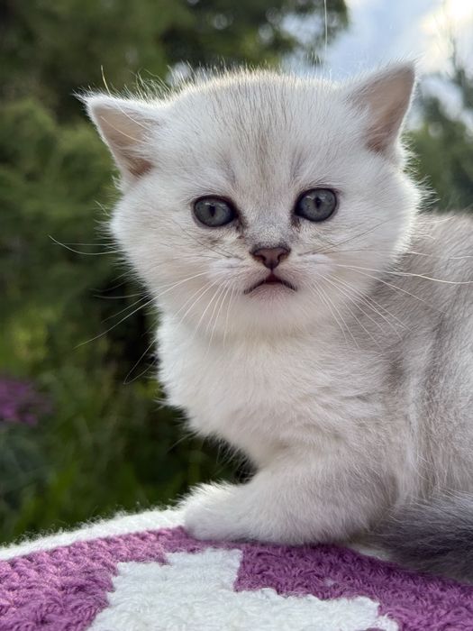 Скоттиш страйт, окрас серебристая шиншилла