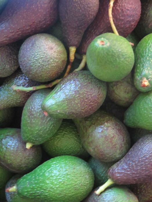 Abacate Biológico de Produção Nacional